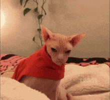 每日GIF(2020-09-11)的gif-Mad Grumpy Cat GIF by MOODMAN