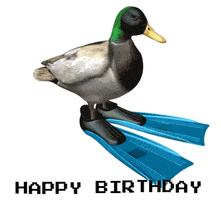 每日GIF(2020-11-15)的gif-Duck GIF by MOODMAN