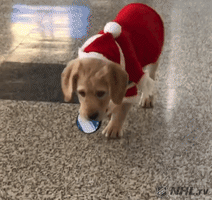 每日GIF(2020-12-14)的gif-Ice Hockey Dog GIF by NHL
