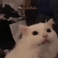 每日GIF(2021-01-12)的gif-The Real Housewives Of Beverly Hills Cat GIF by MOODMAN