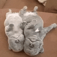 每日GIF(2021-01-13)的gif-Puppies GIF