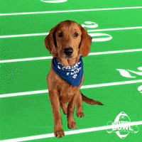 每日GIF(2021-01-26)的gif-Football Dog GIF by Puppy Bowl