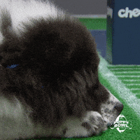 每日GIF(2021-02-08)的gif-GIF by Puppy Bowl