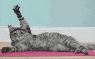 每日GIF(2021-02-24)的gif-Cat Yoga GIF by MakeSpace