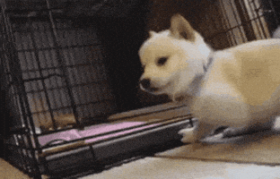 每日GIF(2021-03-09)的gif-Animated GIF