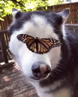 每日GIF(2021-03-11)的gif-Aww GIF