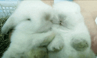 每日GIF(2021-04-04)的gif-Bunnies GIF