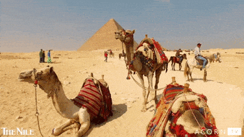 每日GIF(2021-04-16)的gif-Middle East Egypt GIF by Acorn TV