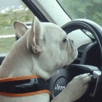 每日GIF(2021-05-07)的gif-Dogs Driving GIF