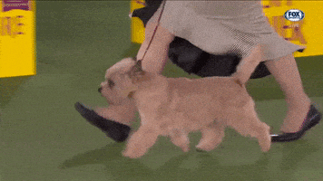每日GIF(2021-06-16)的gif-GIF by Westminster Kennel Club