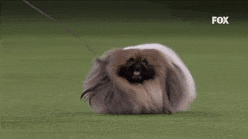 每日GIF(2021-06-18)的gif-GIF by Westminster Kennel Club