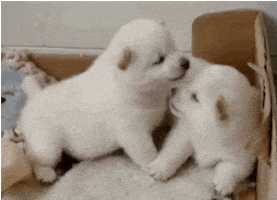 每日GIF(2021-07-06)的gif-kisses love GIF
