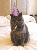每日GIF(2021-07-06)的gif-Happy Birthday Cat GIF