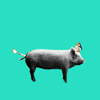 每日GIF(2021-10-05)的gif-Farting Happy Birthday GIF by HeyF