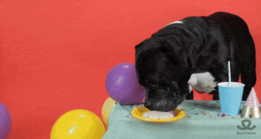 每日GIF(2021-11-27)的gif-Adopt Happy Birthday GIF by Best Friends Animal Society