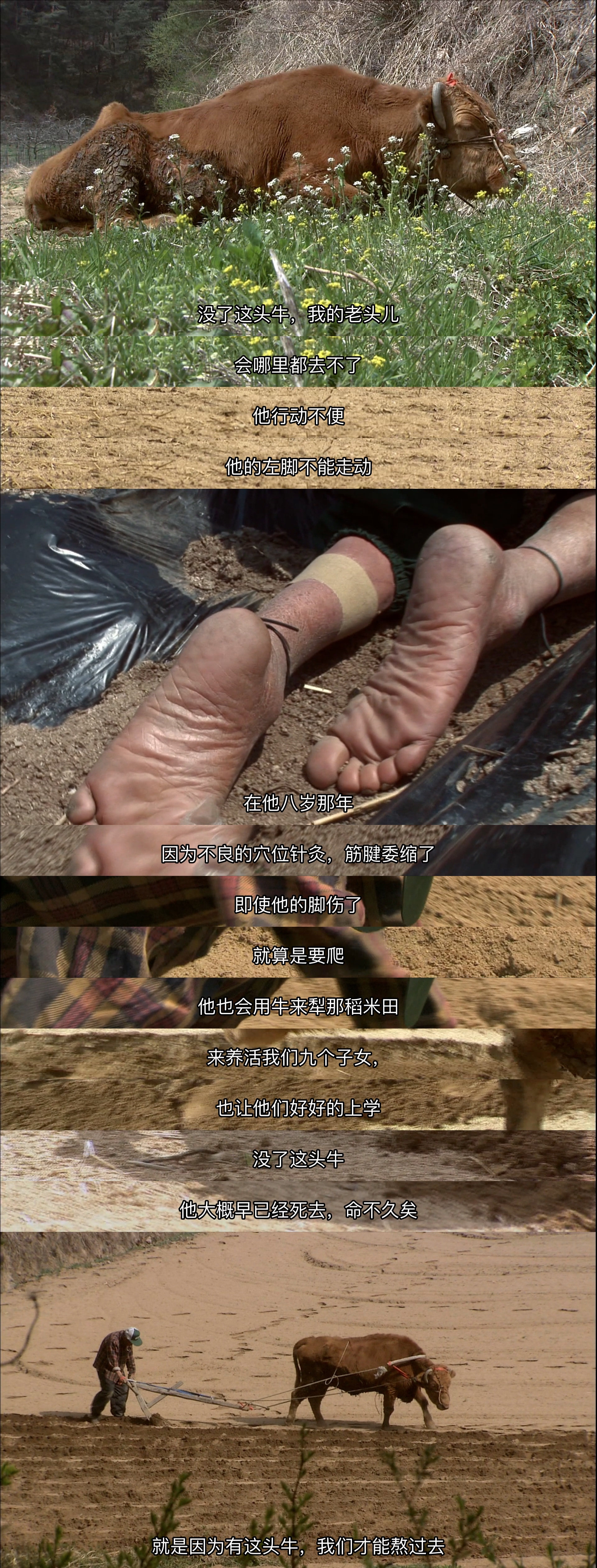 牛铃之声剧照的剧照